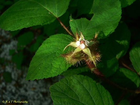 {Rubus phoenicolasius}